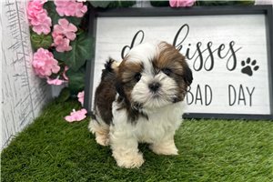Tito - Shih Tzu for sale