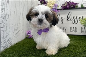 Solomon - Shih Tzu for sale