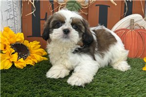 Brent - Shih Tzu for sale