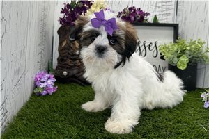 Samara - Shih Tzu for sale