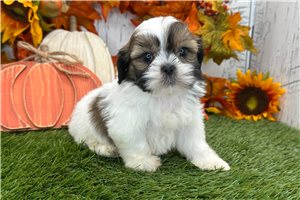 Wren - Shih Tzu for sale