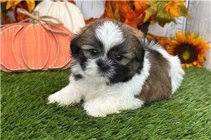 Weston - Shih Tzu for sale