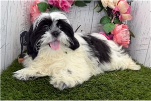 Flossy - Shih Tzu for sale