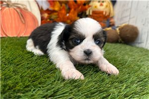 Ruger - Shih Tzu for sale