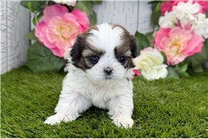 Louis - puppy for sale
