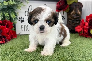 Nashville - Shih Tzu for sale