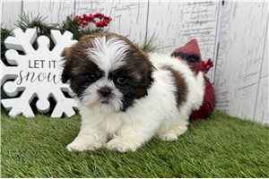 Fiona - puppy for sale