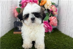 Elijah - Shih Tzu for sale