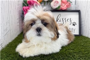Gabriel - Shih Tzu for sale