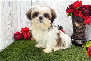 Leilani - puppy for sale