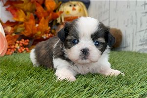 Rhett - puppy for sale