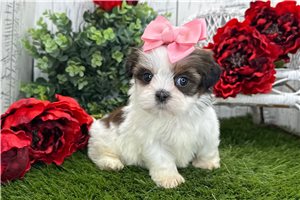 Lydia - Shih Tzu for sale