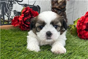 Steve - puppy for sale