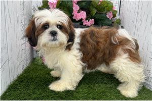 Thea - Shih Tzu for sale