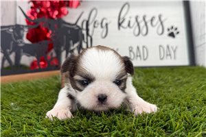 Emma - puppy for sale