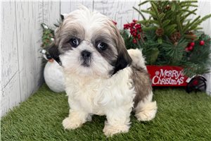 Gabby - puppy for sale