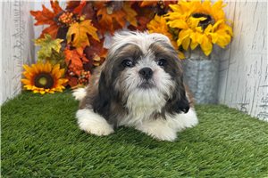 Baxter - Shih Tzu for sale