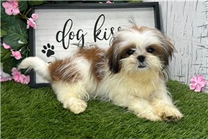 Leilani - Shih Tzu for sale