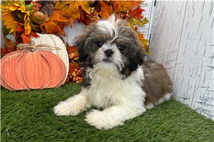 Baxter - Shih Tzu for sale
