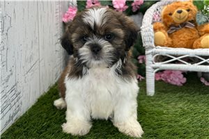 Matthew - Shih Tzu for sale