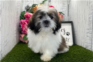 Gideon - Shih Tzu for sale