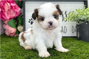 Ezra - Shih Tzu for sale