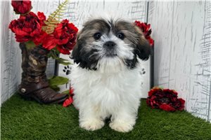 Gideon - Shih Tzu for sale