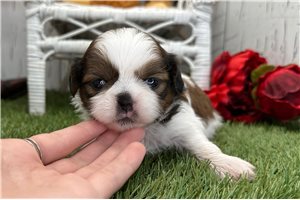 Thomas - puppy for sale