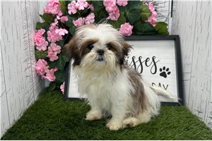 Leilani - Shih Tzu for sale
