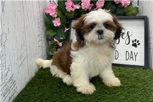 Thea - Shih Tzu for sale