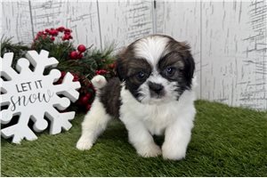 Faith - puppy for sale