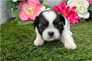 Blaire - puppy for sale