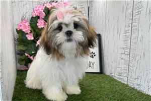 Isabella - Shih Tzu for sale