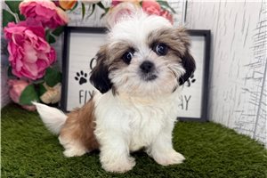 Zack - Shih Tzu for sale