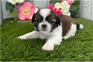 Baxter - Shih Tzu for sale