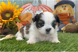 Sadie - Shih Tzu for sale