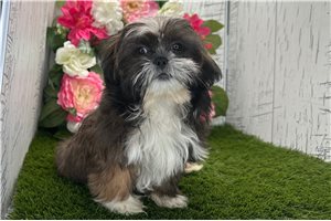Zolan - Shih Tzu for sale