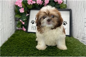 Rissa - Shih Tzu for sale