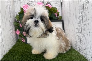 Leon - Shih Tzu for sale