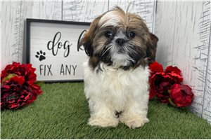Gage - Shih Tzu for sale