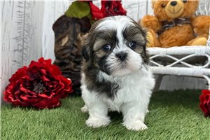Olivia - Shih Tzu for sale