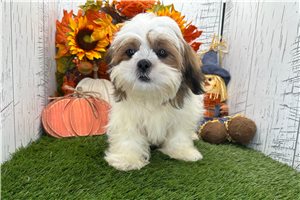 Steve - Shih Tzu for sale