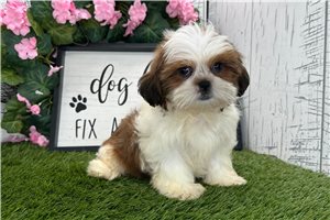 Tennessee - Shih Tzu for sale