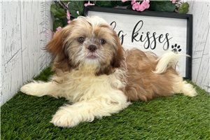 Rissa - Shih Tzu for sale