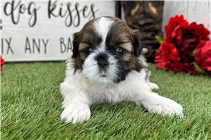 Maggie - puppy for sale