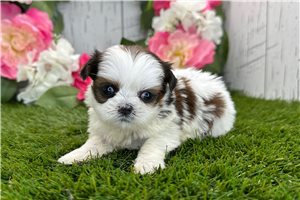 Leilani - puppy for sale