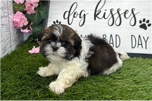 Sadie - Shih Tzu for sale