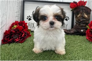 Lydia - Shih Tzu for sale