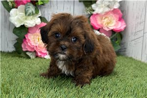 Natalia - Shih Tzu for sale