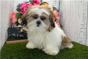Gabriel - Shih Tzu for sale